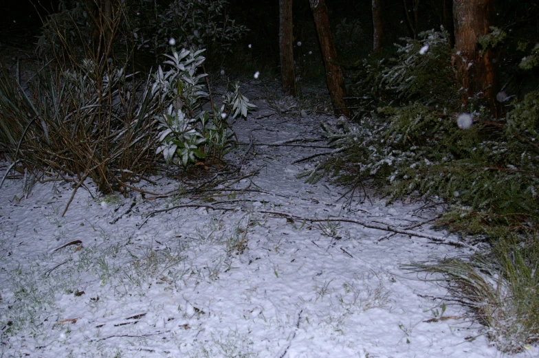 some leaves and bushes in the snow