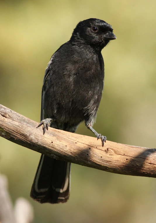 the bird is perched on the stick