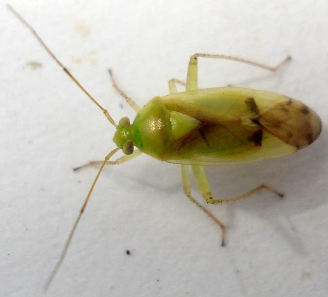 this is an image of a green bug on the ground