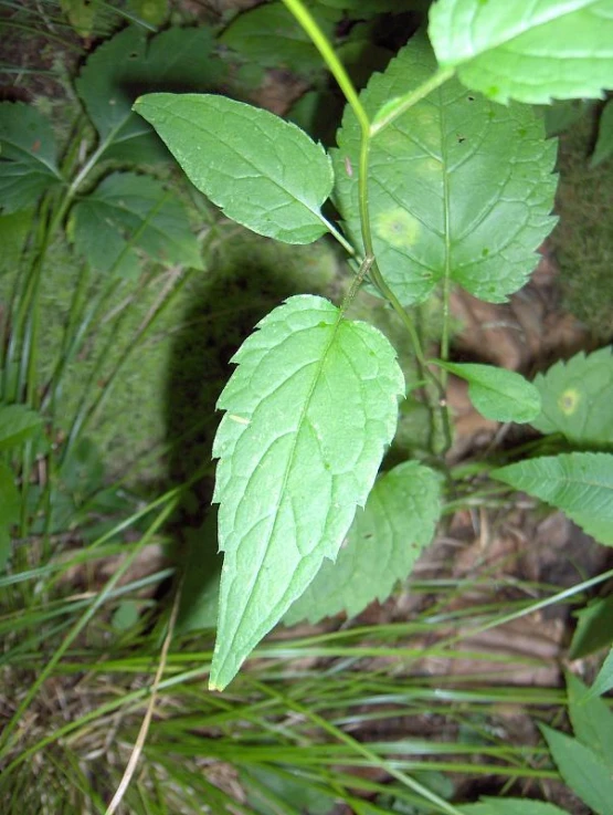 a leafy plant is growing out of the ground