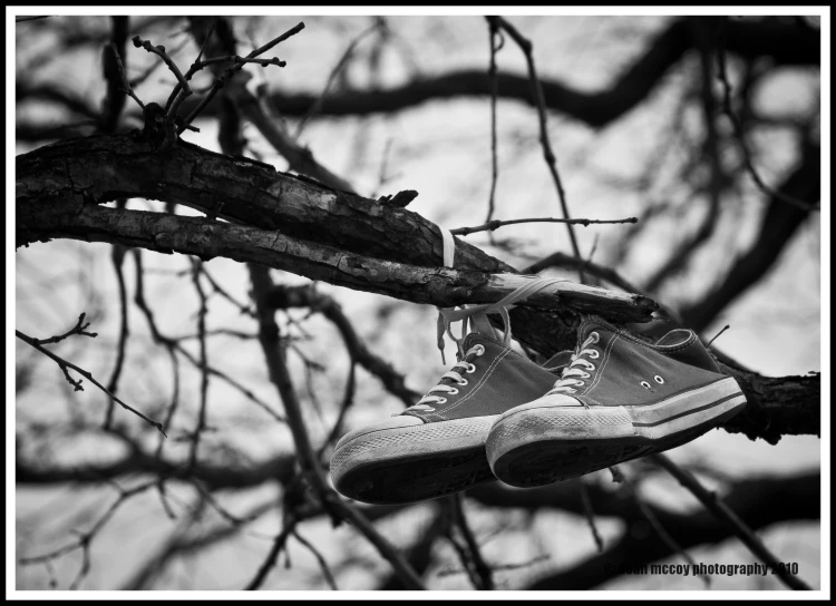 a pair of sneakers hanging from the nches of a tree