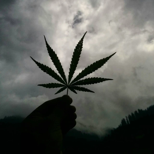 a hand holding a large green leaf in front of dark clouds