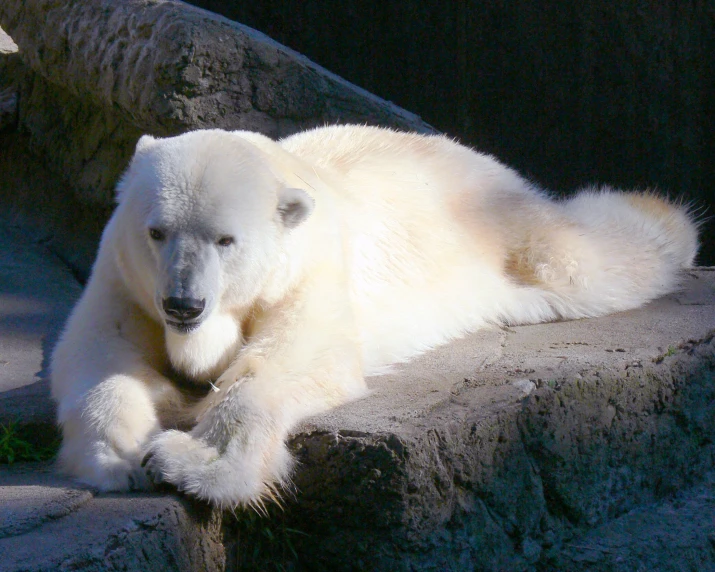 a polar bear laying down on some rocks