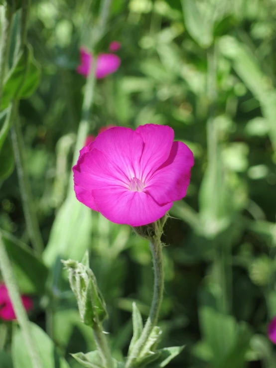 purple flower surrounded by bright green leaves