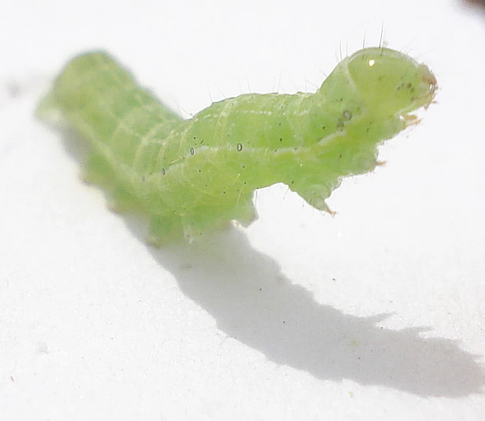 a green caterpillar on white paper looking around