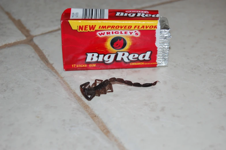 the small bug is crawling near a large chewing stick