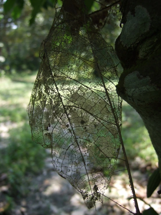 a leaf is hanging upside down in the sun