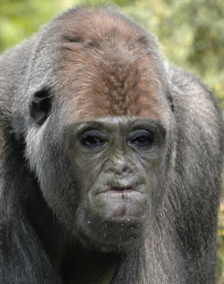 a gray colored gorilla looks alert in the distance