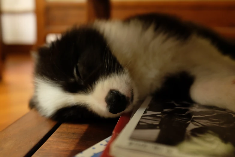 a little black and white kitten sleeps next to a book