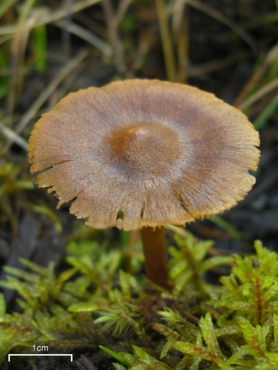 a small mushroom sitting on top of grass