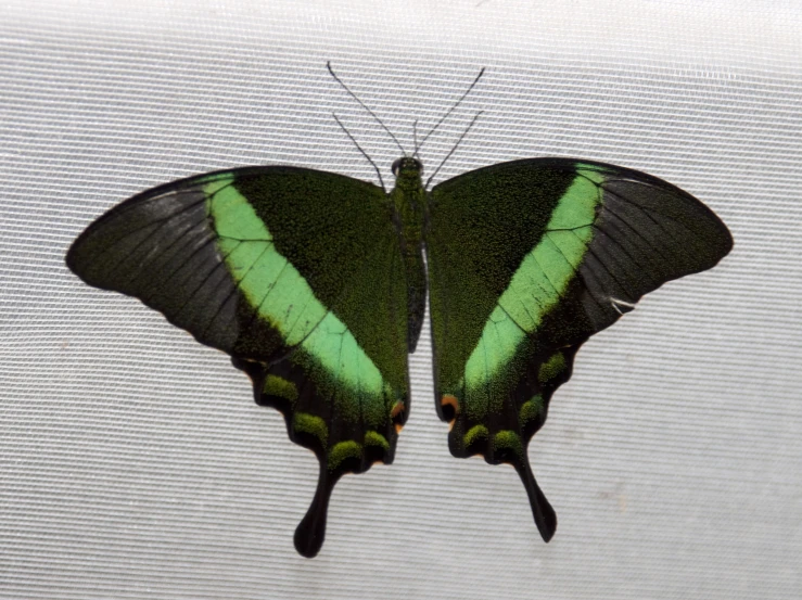 a green erfly sitting on a screen