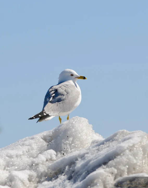 a seagull standing on a rock covered in ice