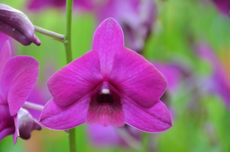 an orchid's flower that is bright purple in color