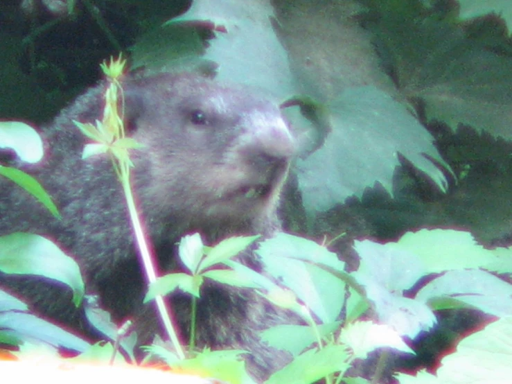 a beaver sitting in the grass and looking back