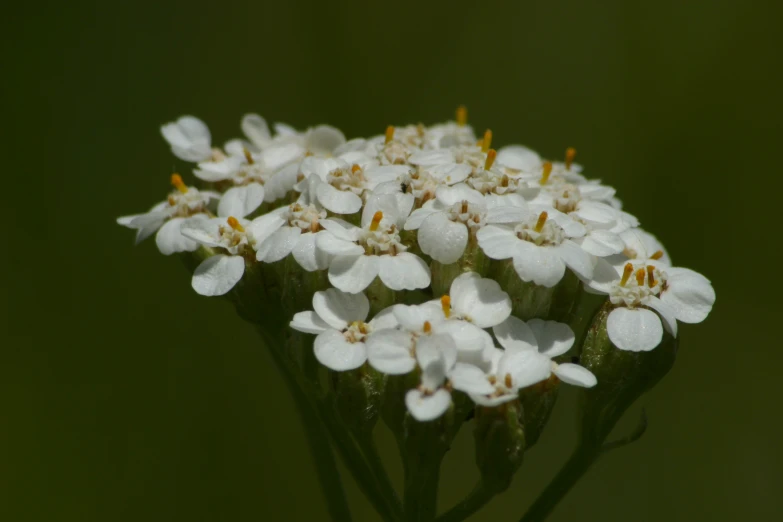 a cluster of white flowers that are white