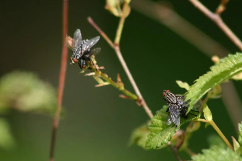 two flys on a plant with green leaves