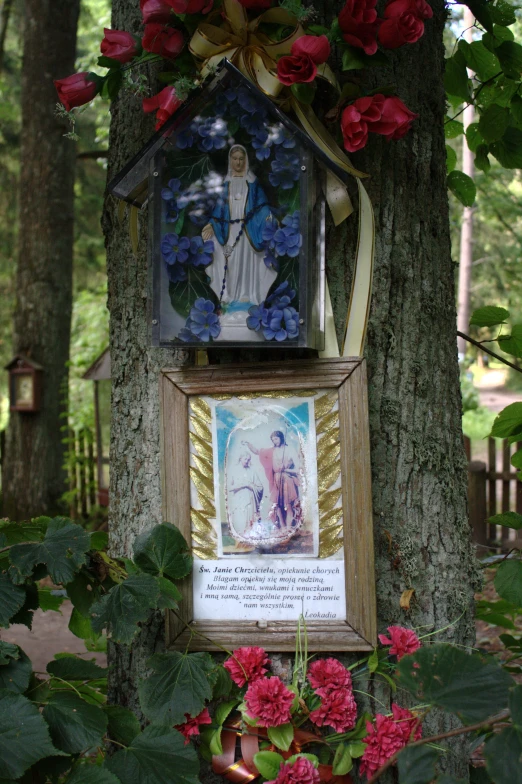 an old po frame sitting on top of a tree