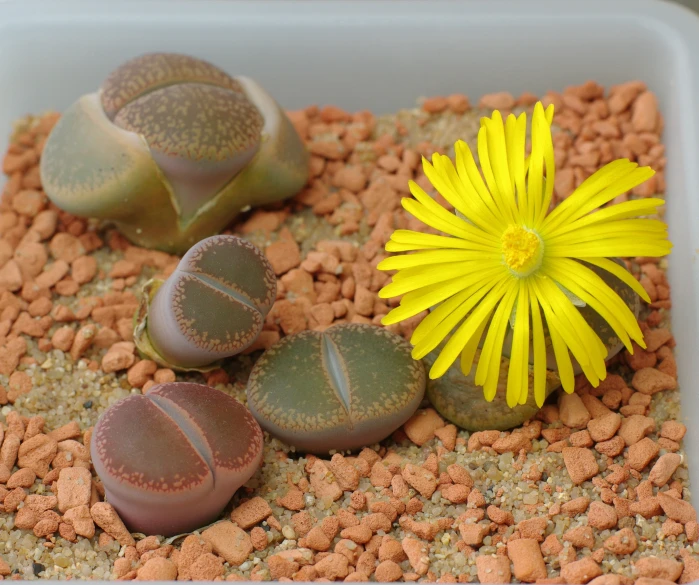 a flower sits on top of gravel near rocks