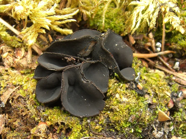 a bunch of dirt is sitting on some moss