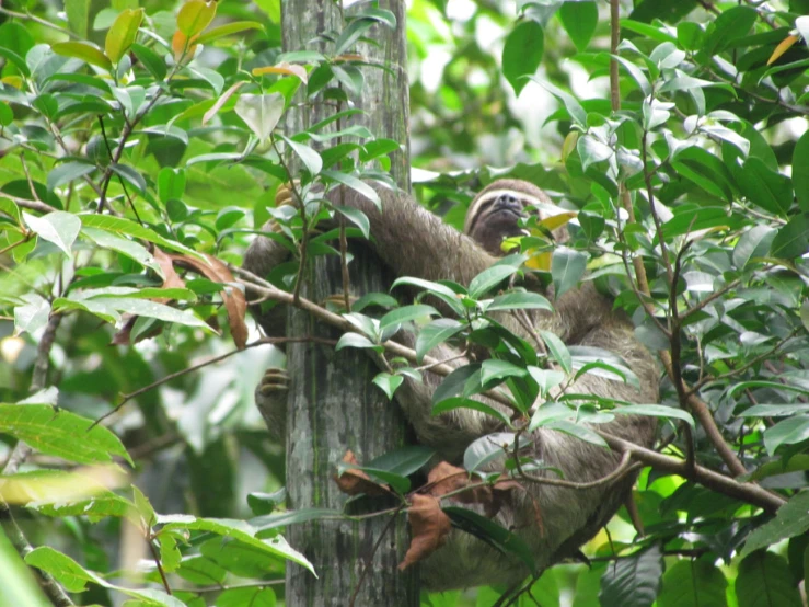 a sloth hanging in the trees and eating from the top