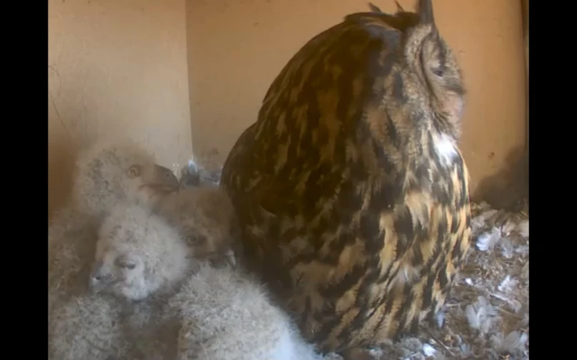 two brown and white owls sitting on top of a pile of wool