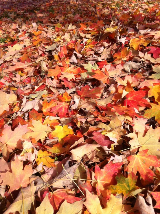 many different colored leaves are scattered in the ground