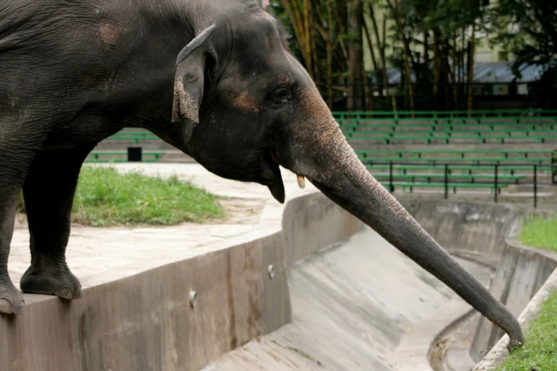 a elephant reaching for soing in a concrete enclosure