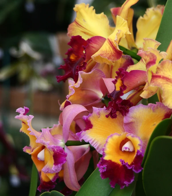 flowers with purple and yellow centers are seen