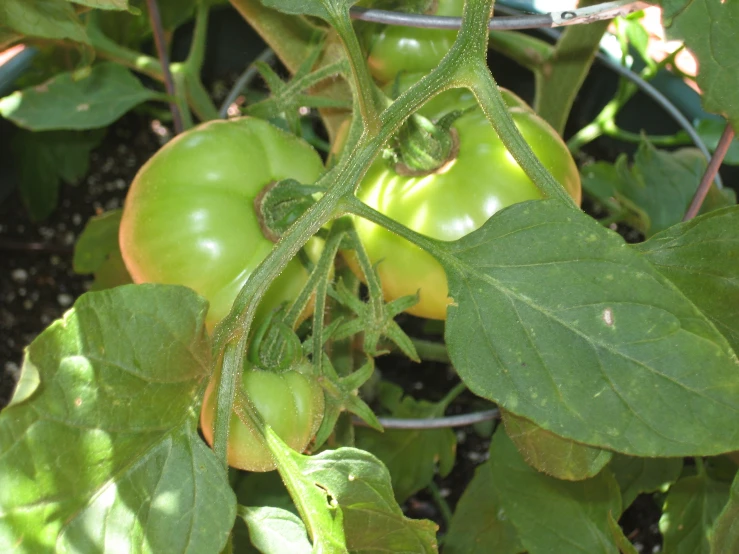 an assortment of green fruits growing on a tree