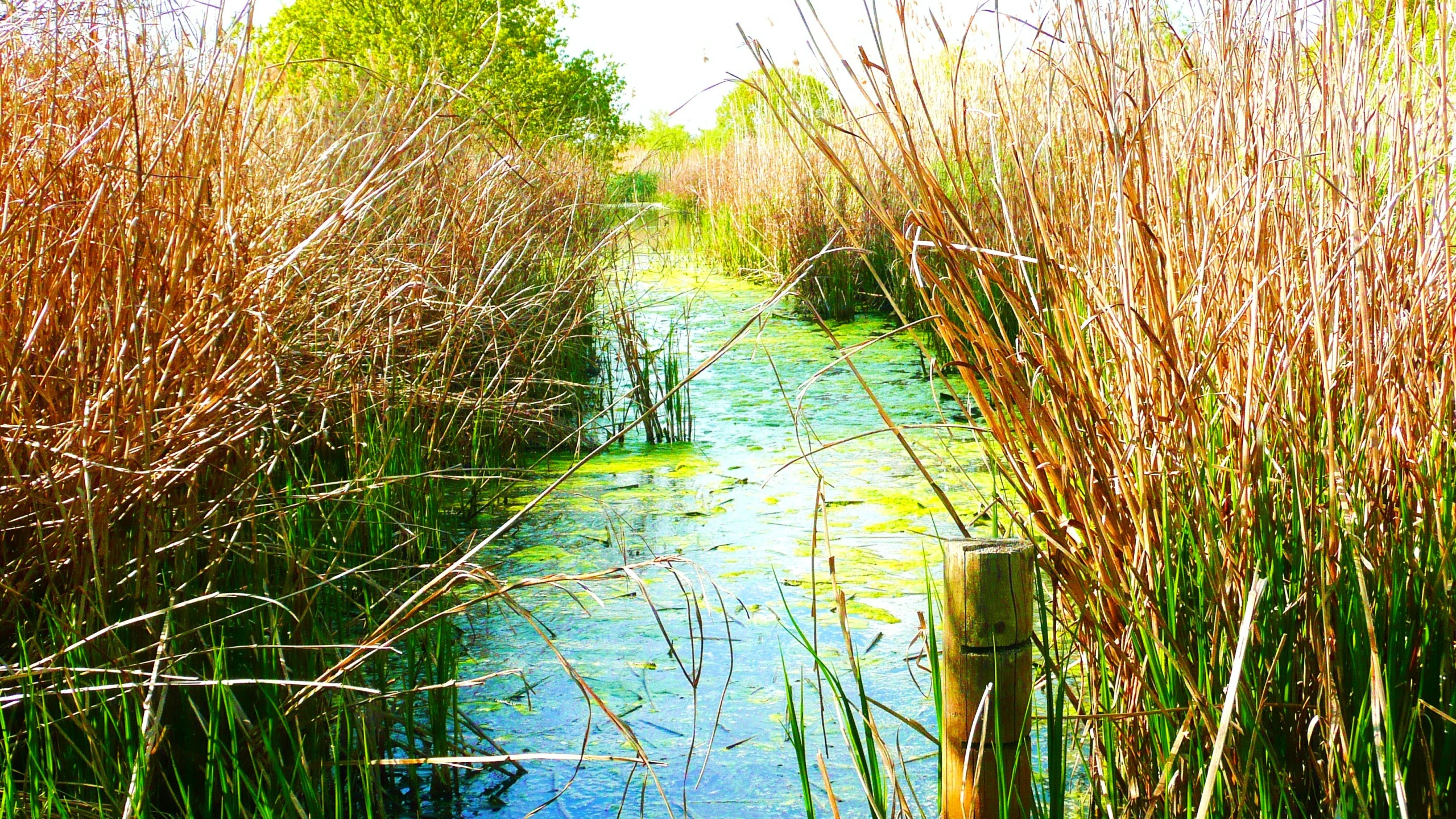 a narrow stream with many tall grass and bushes