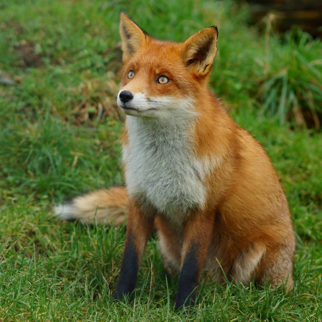 an image of a fox that is sitting down