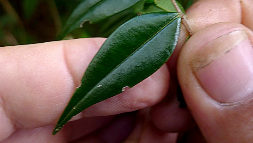 a hand is holding a tiny green leaf