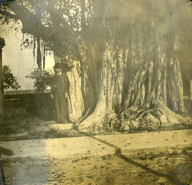 a view of trees in the woods next to the road