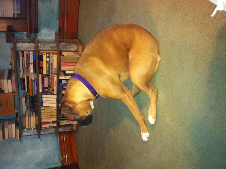 a dog sits down with his paw in his mouth