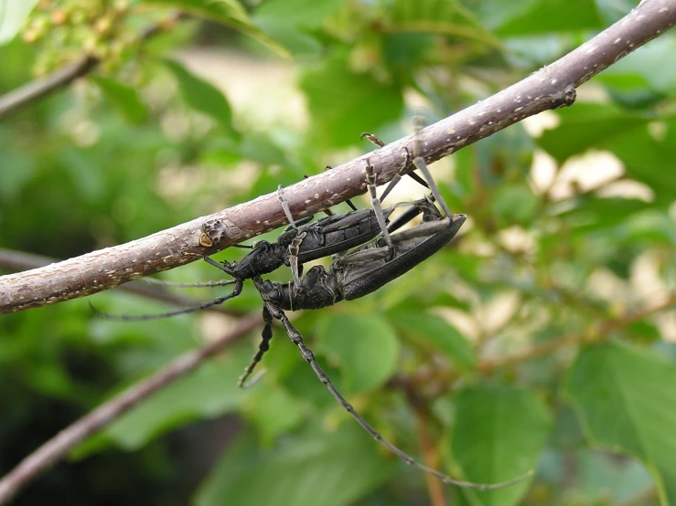 two insects hanging upside down on a tree nch