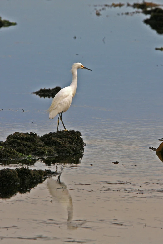 the bird is standing on some seaweed looking around