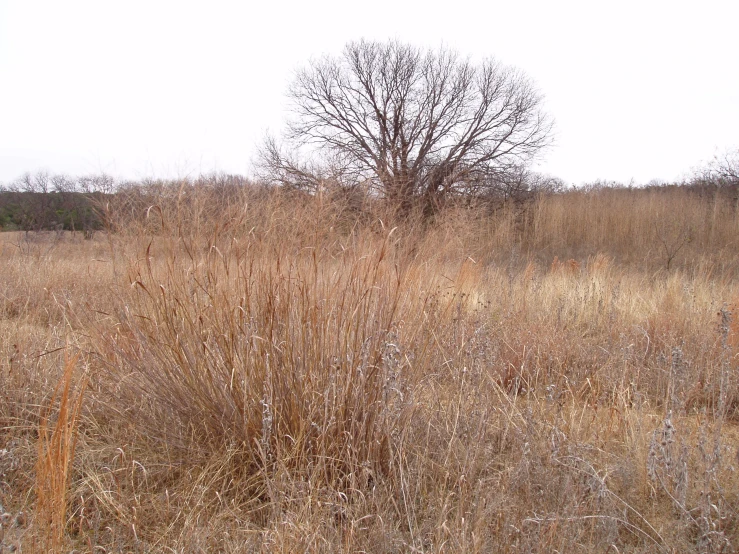 the grass that is very dry in the field