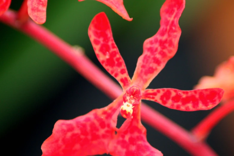 a close up of a small flower with leaves in the background