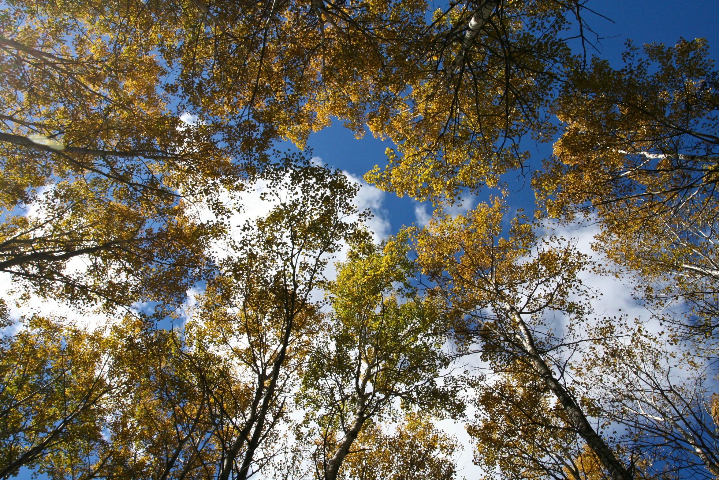 a clear blue sky with clouds are over tall trees