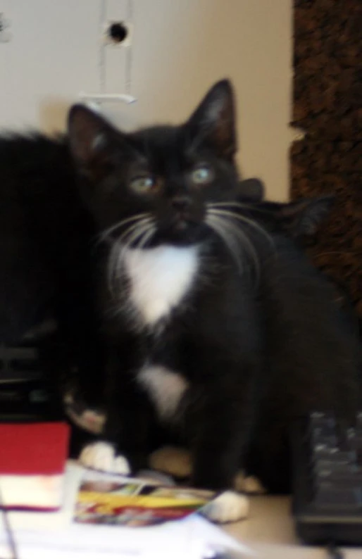 a black and white cat sitting on top of a keyboard