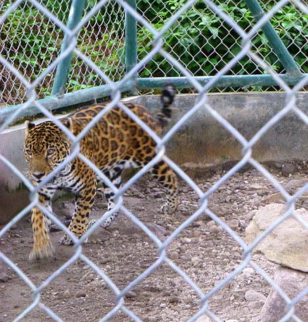 a small brown and black animal behind a fence