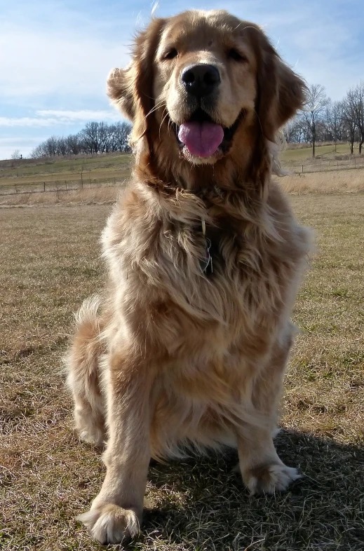 a large brown dog sitting in the grass