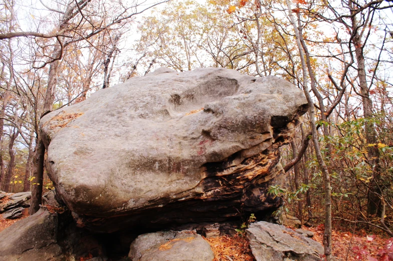 some trees and rocks in a forest