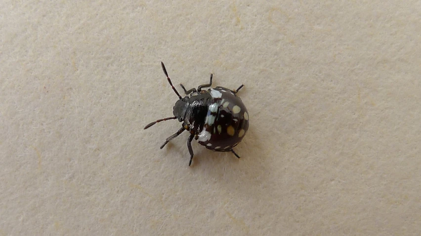 a black bug with spots on the back