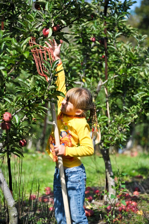 young child picking apples from an apple tree