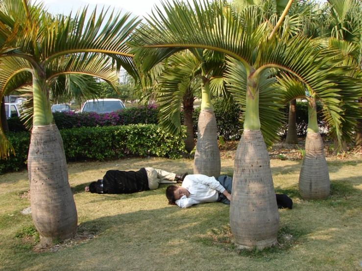 a man laying on the ground among palm trees