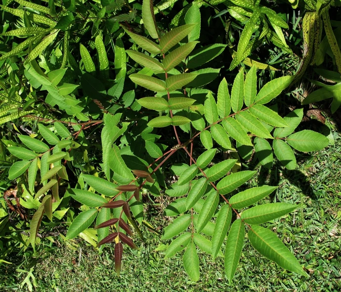 a close up of a green leafy plant near a field