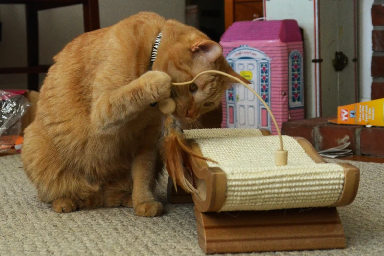 a cat playing with a toy mouse that looks like a boat