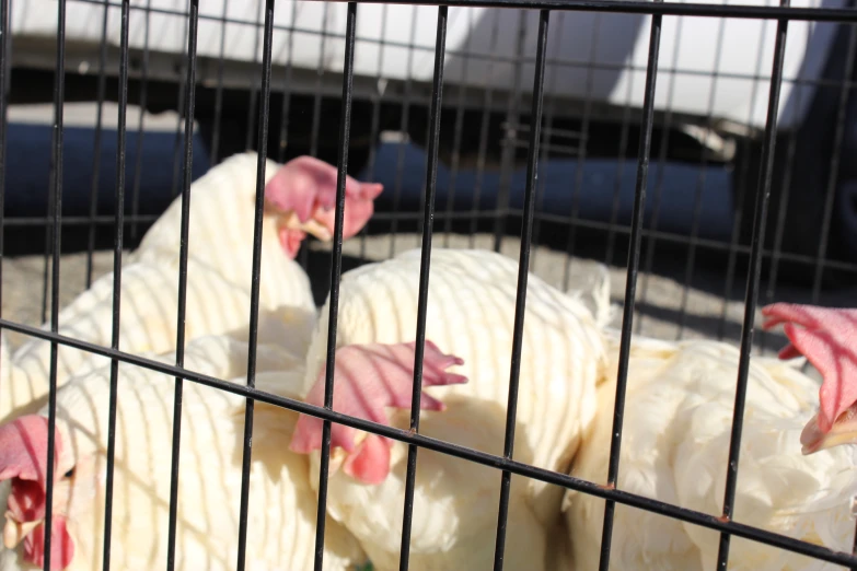 several chickens inside a cage on the floor