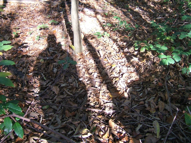 a shadow of a street sign on a path in a forest